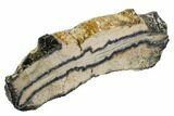 Mammoth Molar Slice With Case - South Carolina #106499-2